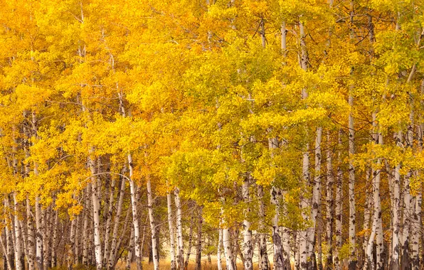 Picture autumn, forest, leaves, grove, aspen