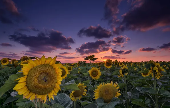 Field, summer, sunflowers, the evening