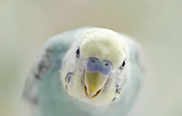Background, bird, parrots