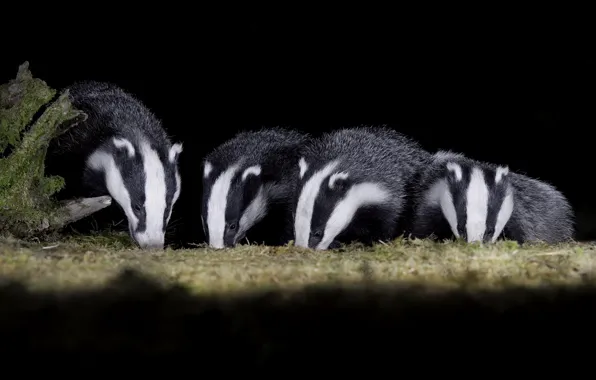 Night, glade, black background, badger, faces, badgers