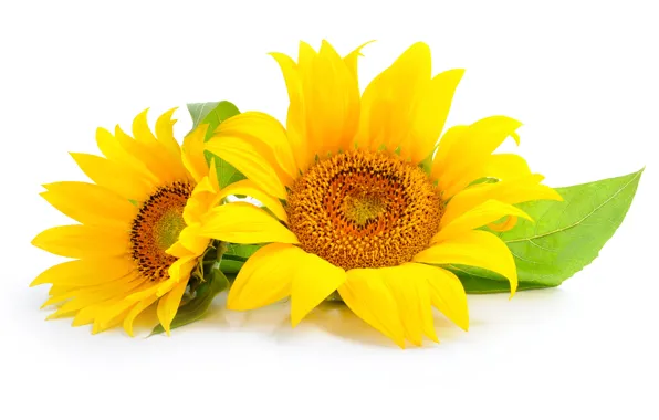 Picture sunflowers, flowers, leaves