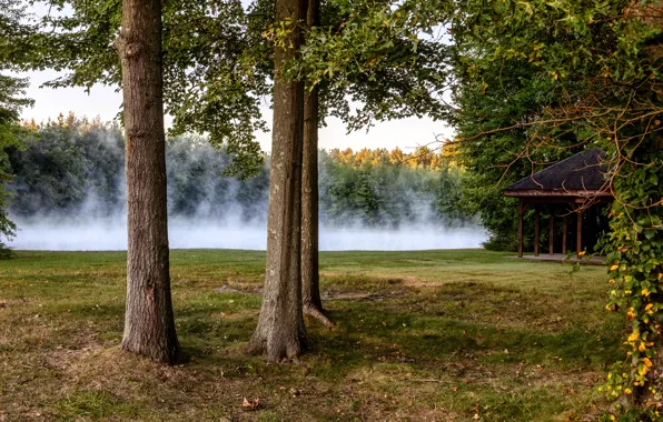 Picture forest, trees, fog, Park, shore, gazebo, pond