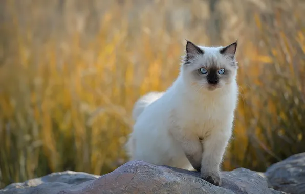 Field, cat, grass, look, nature, pose, stones, kitty