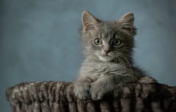 Cat, look, pose, kitty, grey, background, portrait, legs