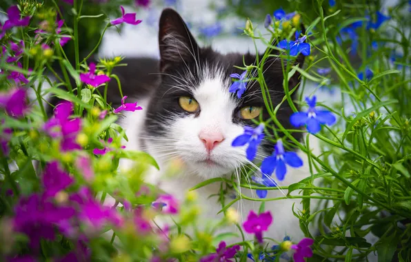 Cat, summer, cat, look, flowers, pose, black and white, portrait