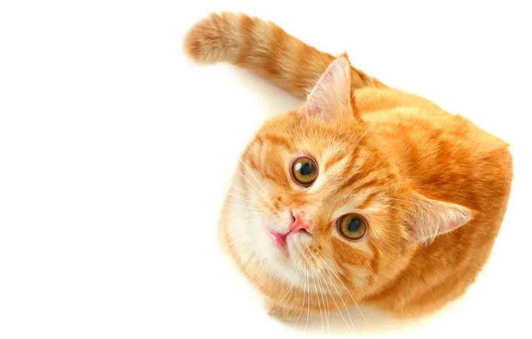 Picture cat, eyes, cat, look, red, green, white background, looks