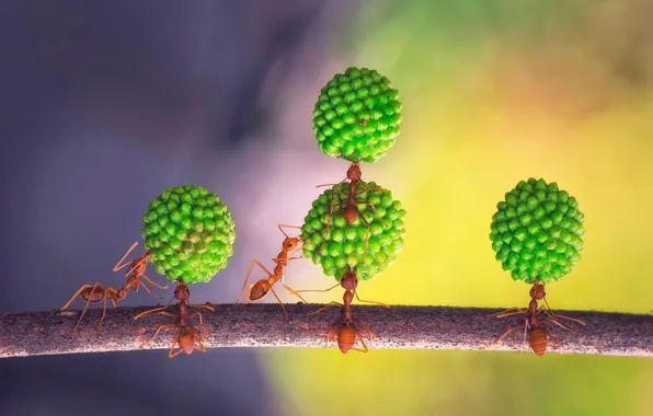 Picture ants, team, acrobatic