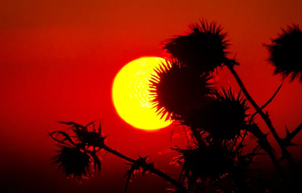 The sky, the sun, macro, sunset, plant, silhouette