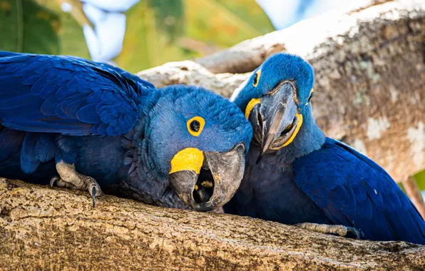 Trees, parrot, two parrots, pair, two birds, bird, blue
