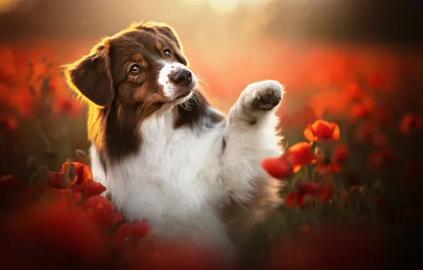 Picture face, flowers, paw, Maki, dog, bokeh