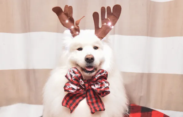 Look, pose, dog, Christmas, New year, white, face, Samoyed