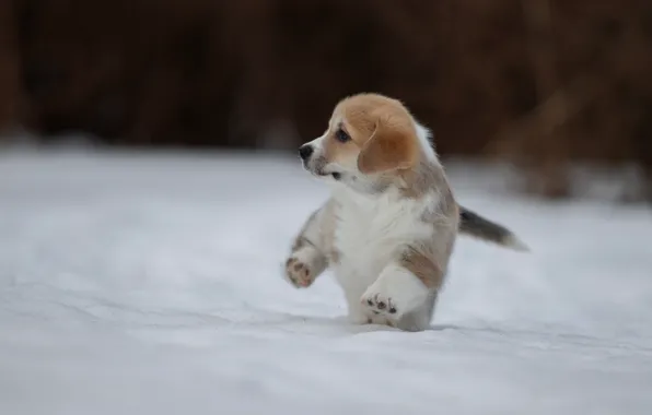 Picture winter, snow, dog, puppy, walk, doggie, Welsh Corgi, Svetlana Pisareva