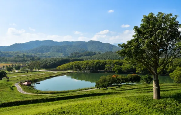Greens, field, forest, the sky, grass, the sun, clouds, trees