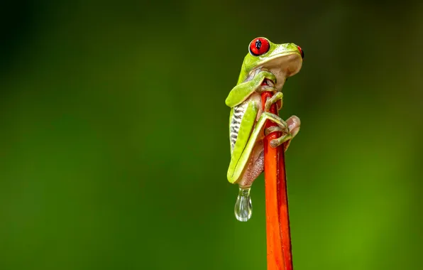 Flower, pose, drop, frog, legs, stem, green background, red-eyed tree frog