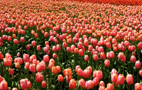 Light, flowers, red, spring, tulips, pink, buds, a lot