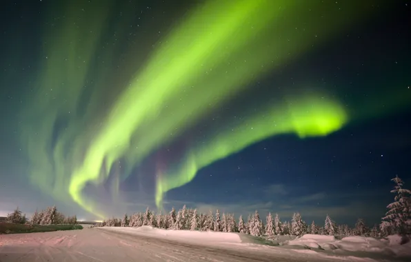 Picture winter, forest, the sky, snow, trees, stars, Northern lights