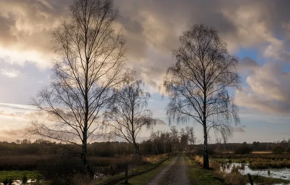 Road, landscape, birch