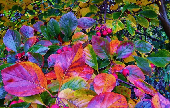Autumn, forest, leaves, trees, fruit