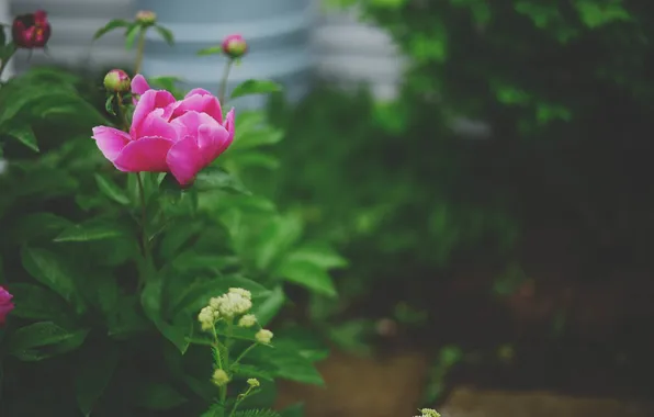 Picture flower, petals, peony