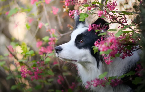 Picture face, flowers, dog, The border collie
