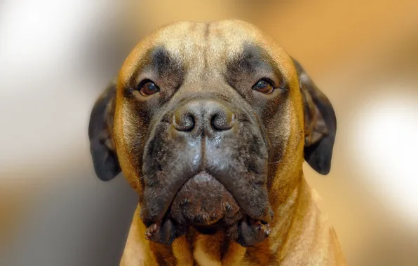 Portrait, dog, bullmastiff