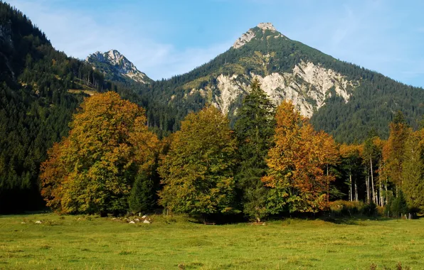 Forest, landscape, mountains, nature, Austria, Alps