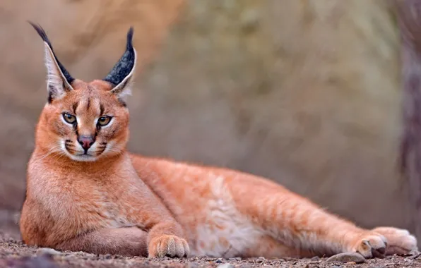 Picture Caracal, steppe lynx, caracal