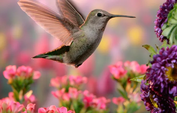 Flowers, nature, Hummingbird, bird, bokeh