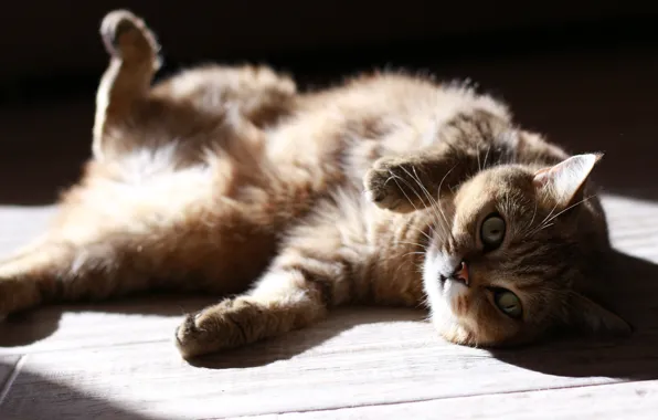 Picture shadow, cat, look, lies, stay, light, face, basking in the sun