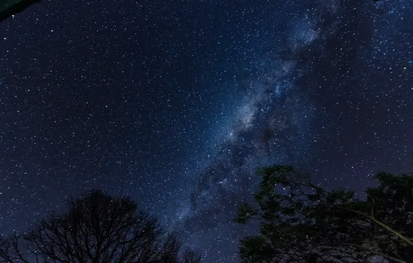 Space, stars, trees, night, space, the milky way, silhouettes