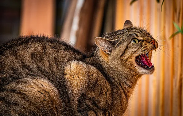 Language, cat, cat, look, pose, grey, mouth, evil