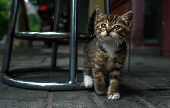 Eyes, street, Kitty