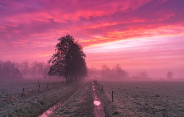 Picture road, field, forest, the sky, clouds, trees, landscape, sunset