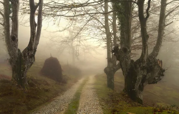 Road, forest, trees, branches, nature, fog, morning, stack