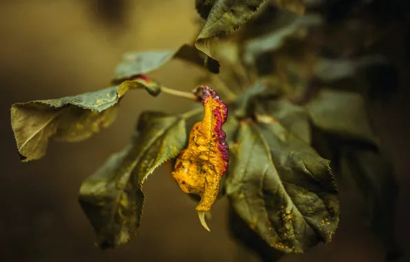 Macro, sheet, bokeh, Leaf
