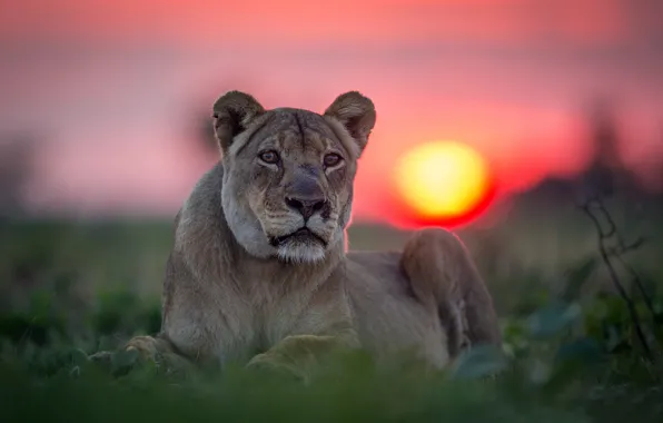Picture look, sunset, portrait, lioness, wild cat