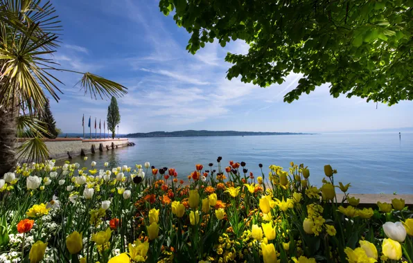 Water, flowers, lake, Palma, Germany, tulips, flowerbed, promenade