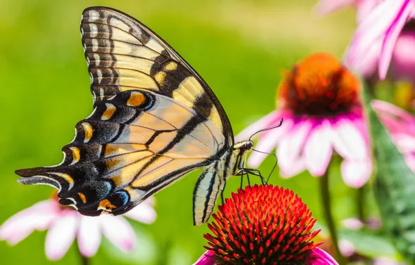 Summer, macro, flowers, butterfly, wings, garden, insect, pink