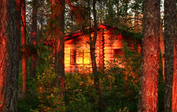 Forest, trees, sunset, nature, house, trunks, the evening, hut