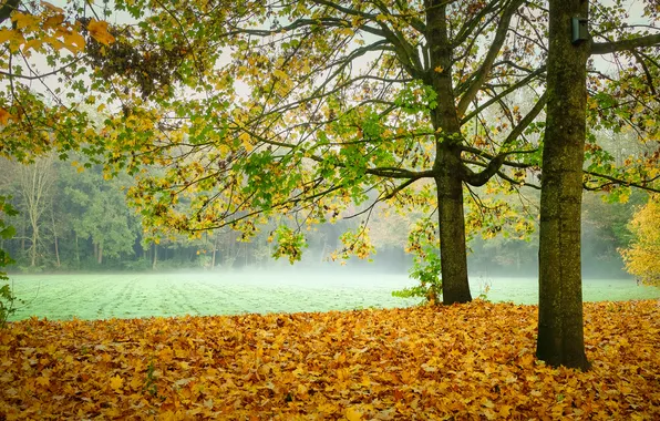 Field, autumn, forest, trees, fog, Park, branch, trunks