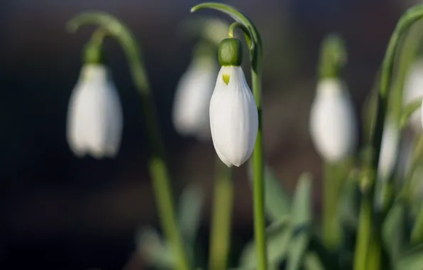 Picture flowers, spring, snowdrops