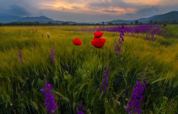 Field, summer, the sky, flowers, nature, view, Maki, dal