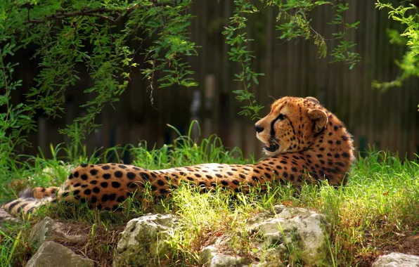 Picture greens, grass, branches, nature, stones, Cheetah, lies