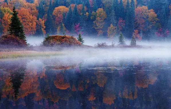 Autumn, forest, reflection, trees, nature, fog, river