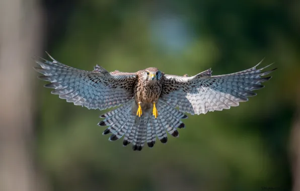 Flight, bird, wings, stroke, Kestrel
