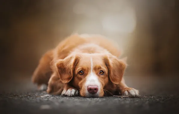 Sadness, autumn, eyes, look, face, background, portrait, dog