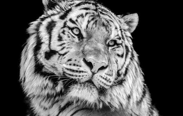 Picture close-up, tiger, photo, portrait, predator, black and white, black background