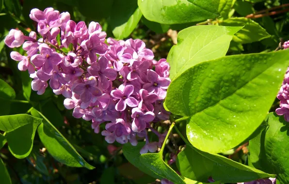 Picture leaves, Rosa, flowering, lilac, Mamala ©