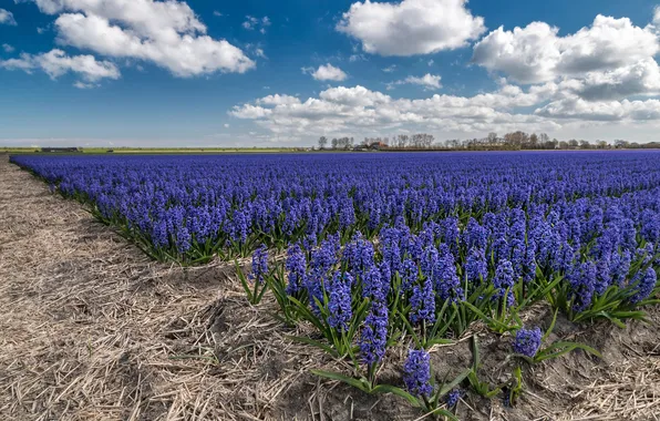 Field, the sky, clouds, flowers, spring, dal, straw, lilac