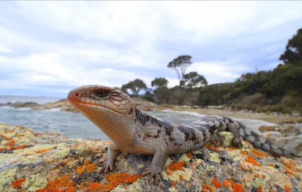 Nature, animal, view, lizard, Australia, animals, nature, view